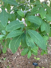 Chionanthus virginicus