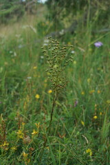Filipendula vulgaris