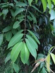 Cratoxylum cochinchinense