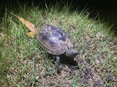 Mauremys reevesii