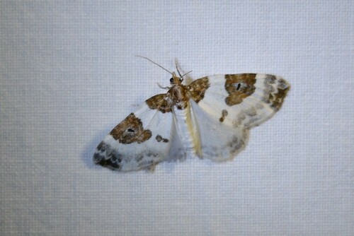 Blue-bordered Carpet, 9351 Leek, Nederland, photo 10 of 10