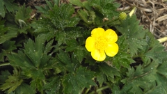 Ranunculus repens