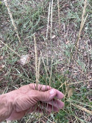 Tridens albescens