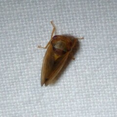 Iassus lanio