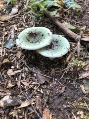 Russula crustosa