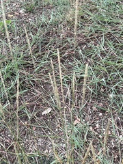 Tridens albescens