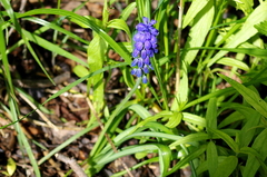 Muscari