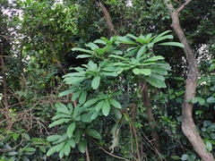 Daphniphyllum calycinum