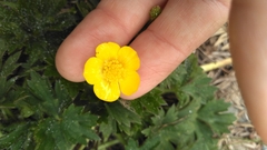 Ranunculus repens