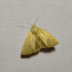 Arenostola phragmitidis