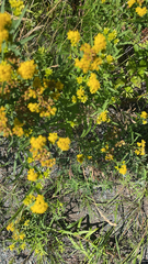 Euthamia graminifolia