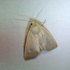 Arenostola phragmitidis