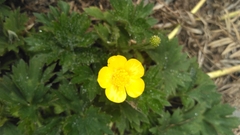 Ranunculus repens