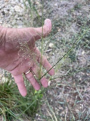 Eragrostis intermedia