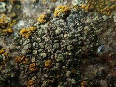 Lecanora polytropa