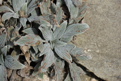 Phacelia hastata