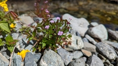 Epilobium anagallidifolium