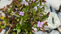 Epilobium anagallidifolium