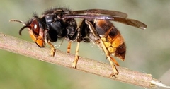 Vespa velutina