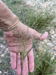 Eragrostis intermedia