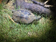 Mauremys reevesii
