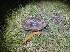 Mauremys reevesii