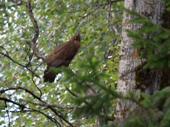 Pernis ptilorhynchus