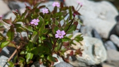 Epilobium anagallidifolium