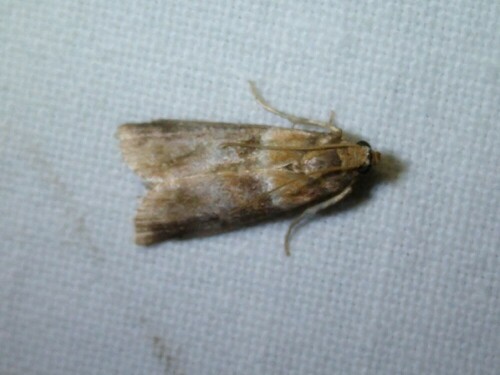 Warted Knot-horn, 9351 Leek, Nederland, photo 10 of 10