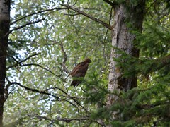 Pernis ptilorhynchus