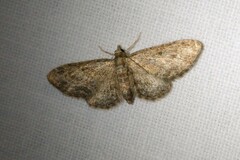 Eupithecia inturbata
