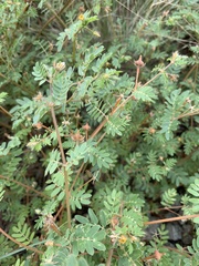 Kallstroemia parviflora