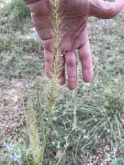 Setaria scheelei
