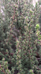 Cliffortia ruscifolia