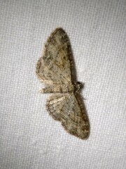 Eupithecia inturbata