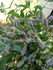 Mentha longifolia