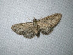 Eupithecia inturbata