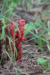 Monotropa hypopitys