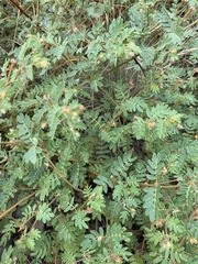 Kallstroemia parviflora