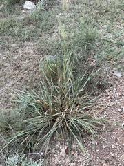 Setaria scheelei