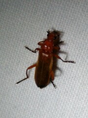 Rhagonycha fulva