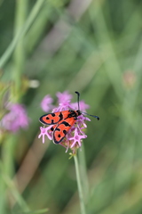 Zygaena