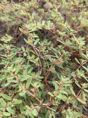Kallstroemia parviflora