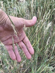 Bothriochloa laguroides
