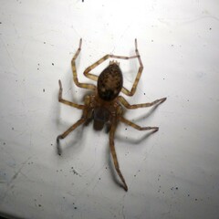 Amaurobius