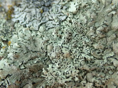 Xanthoparmelia conspersa