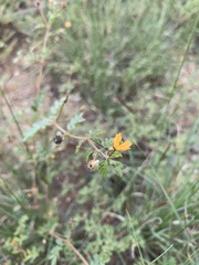 Kallstroemia parviflora