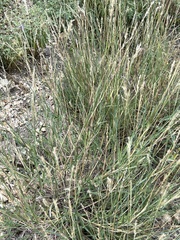 Bothriochloa laguroides