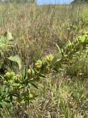 Lespedeza capitata