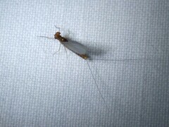 Cloeon dipterum